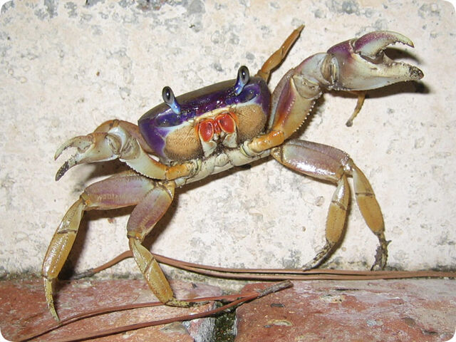 File:Fiddlercrab.jpg