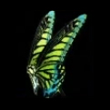 Butterfly Wings