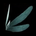 Dragonfly Wings