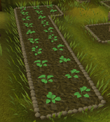 Strawberries grow