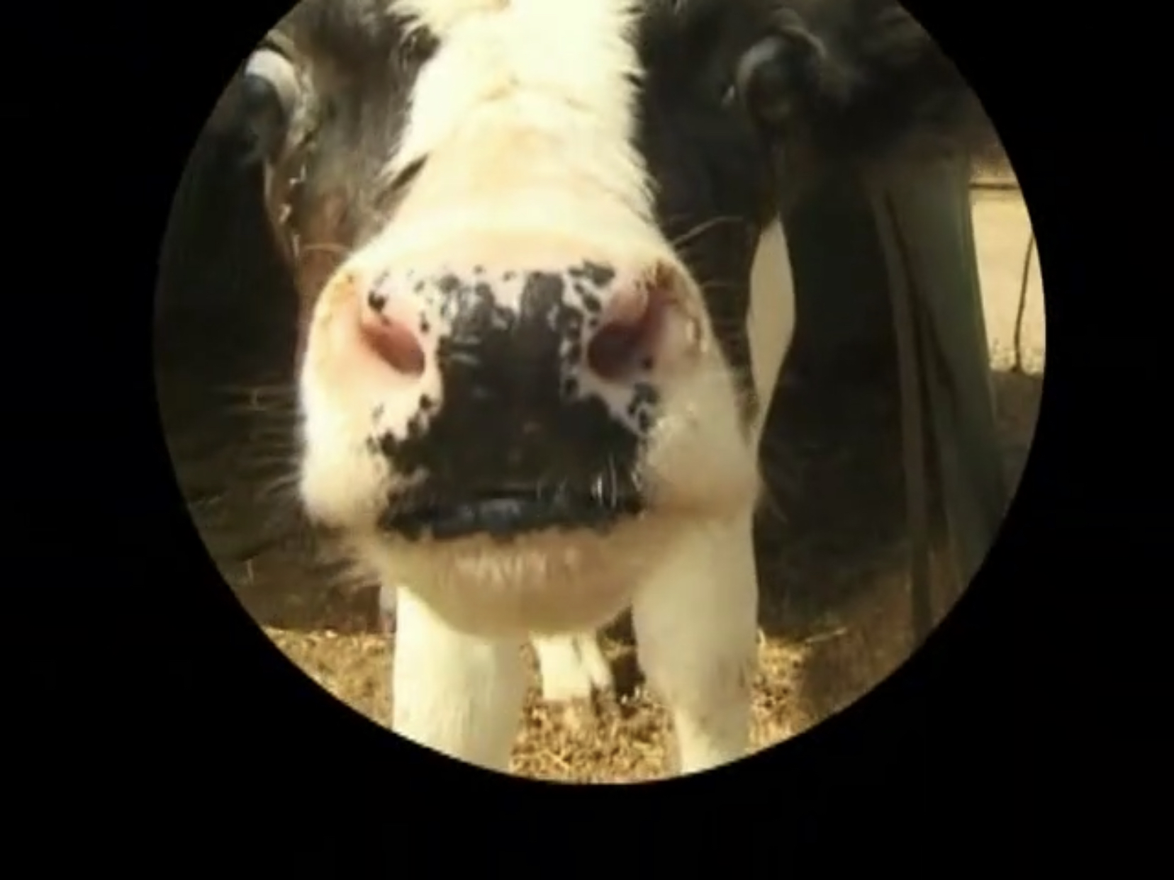 cow sounds cow sounds