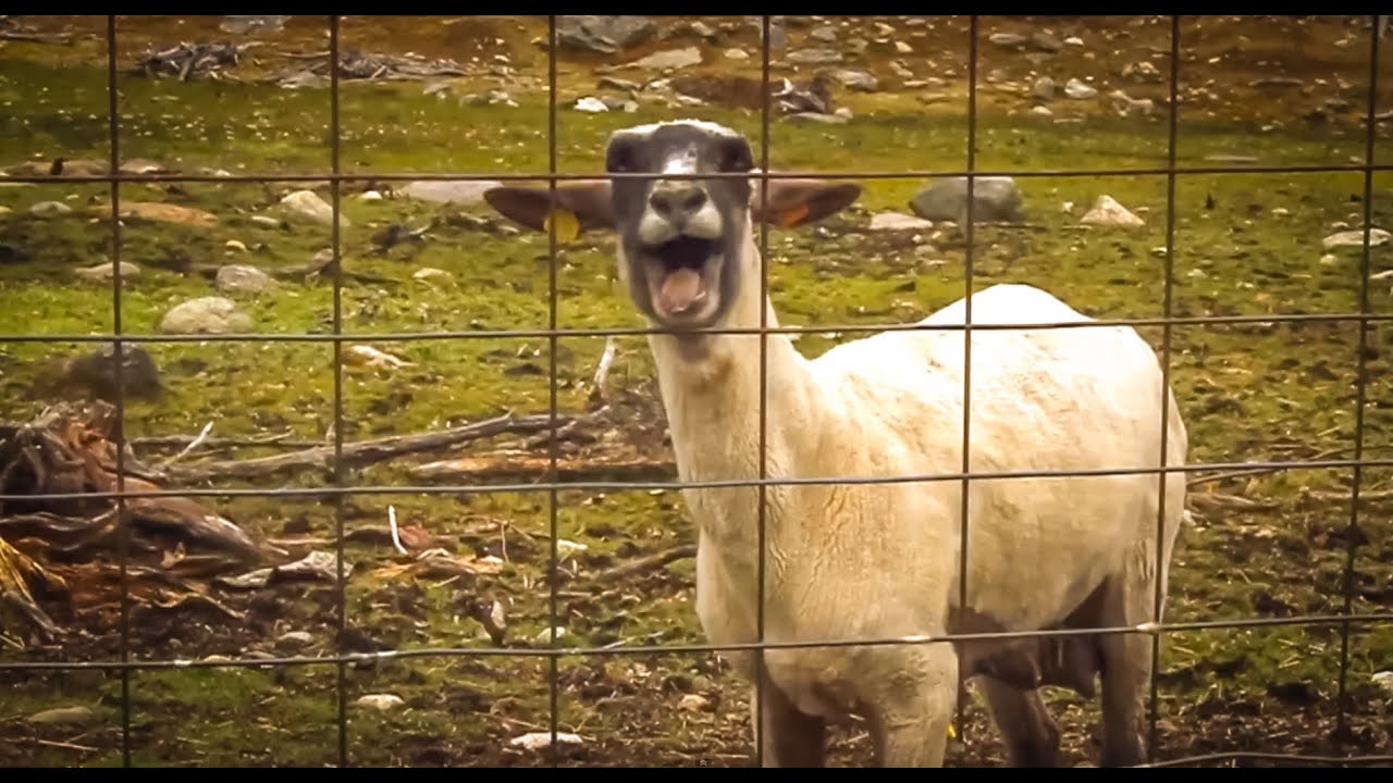 goat sounds like old man comic goat sounds like old man comic