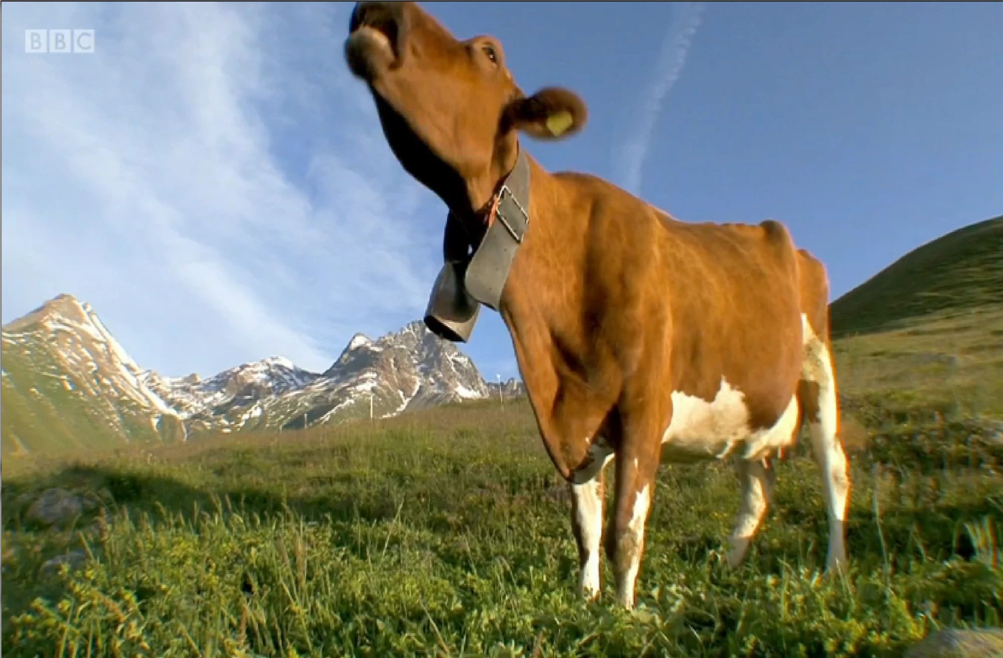 Image Wild & Weird Sound Ideas, COW SINGLE MOO, ANIMAL 02.png