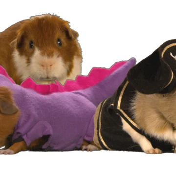 Guinea Creatures South Park Archives Fandom