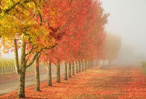 Amber Tree