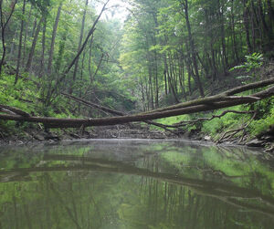Tree bridge