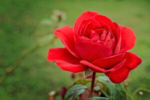 Ruby Blossom