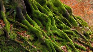 Wiega grass