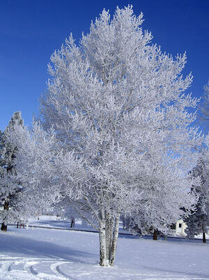 Ceving Tree