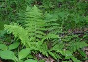 Fern