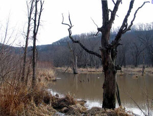 Marsh