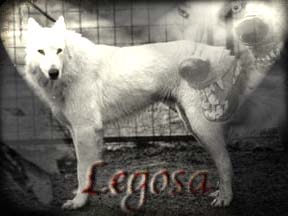 Legosa
