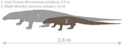 Seal Goanna, Water Monitor comparison