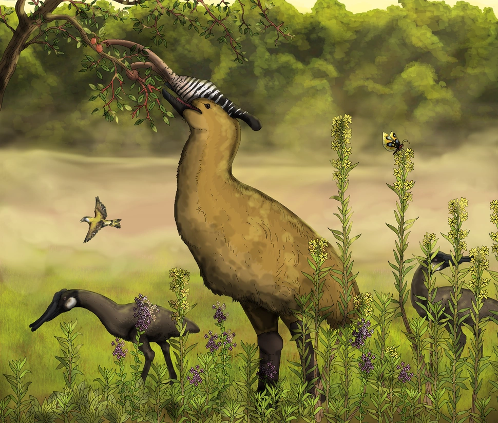 Elefinches Speculative Evolution Wiki Fandom