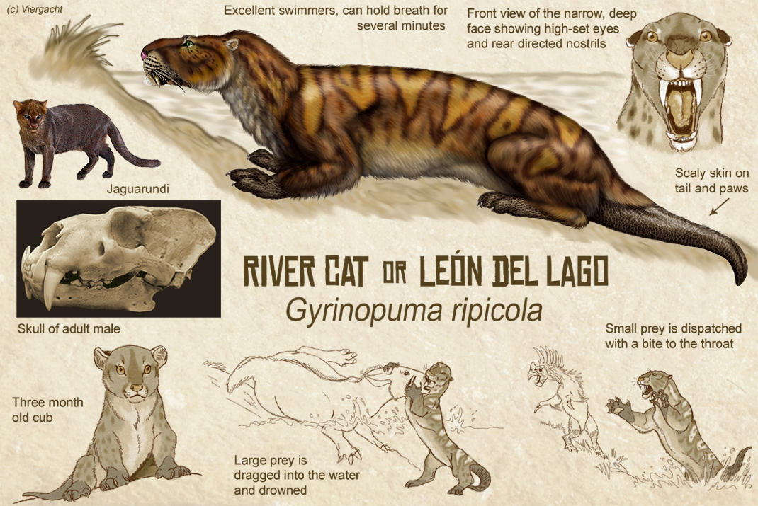 River Cat Speculative Evolution Wiki Fandom