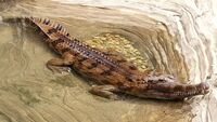 Tomistoma