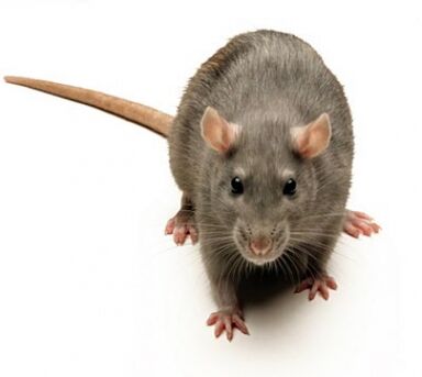 Brown-rat
