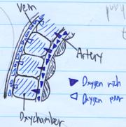 Oxychambers