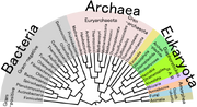 Tree of Life