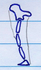 Primisaur limb