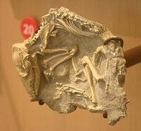 Leptictis cf. acutidens