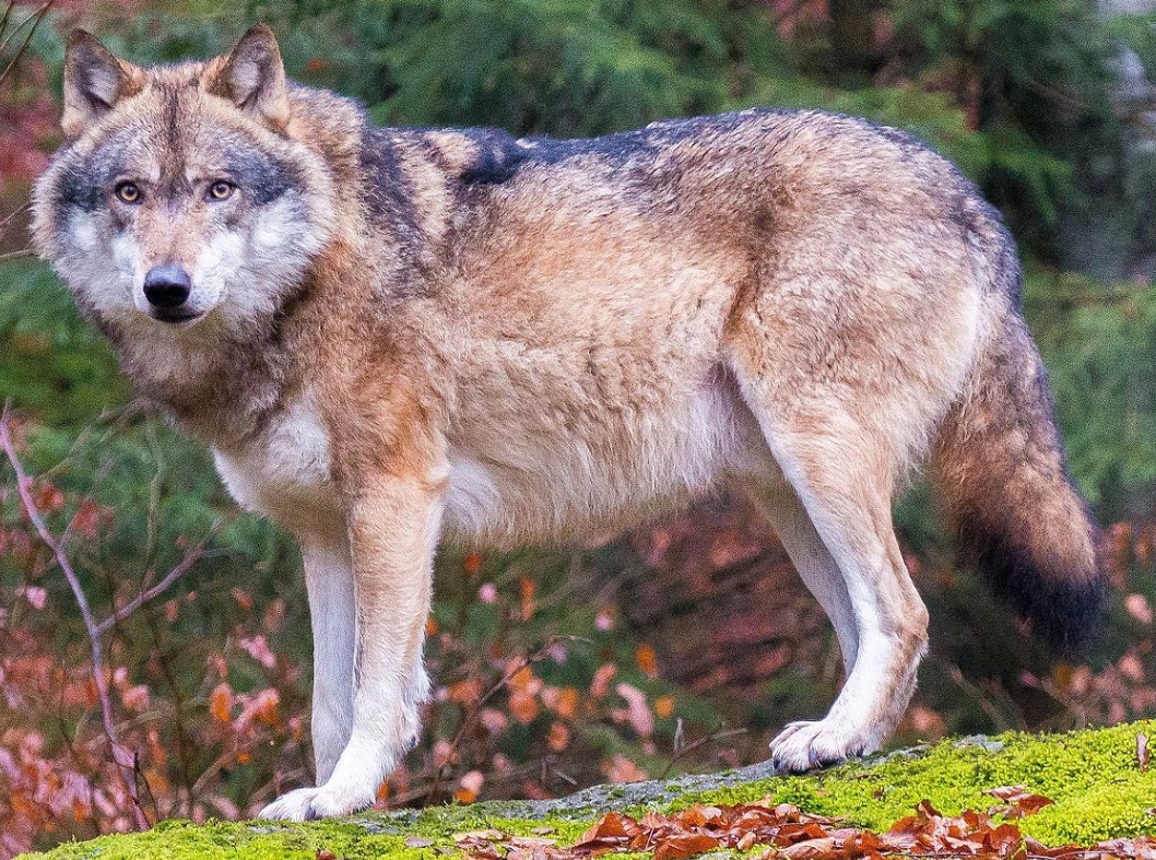 gray wolf forms