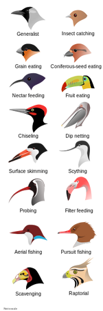 BirdBeaks