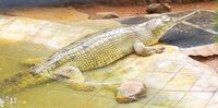 Gavial