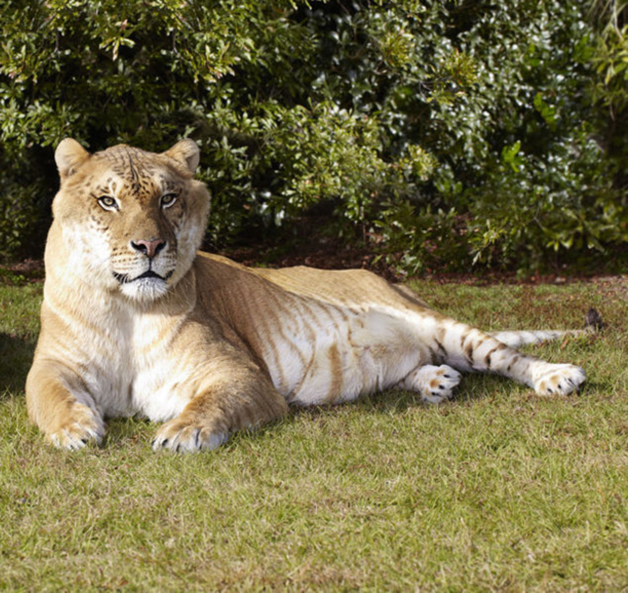 Liger (New Pleistocene) | Speculative Evolution Wiki | Fandom