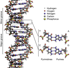 340px-DNA Structure Key Labelled.pn NoBB