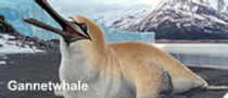 Gannetwhale