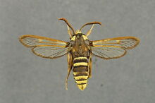 Sesia apiformis mimicry