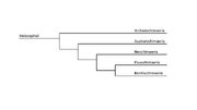 Chimaerae Phylogeny