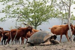 Galapagos invasive