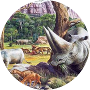 Eocene Split