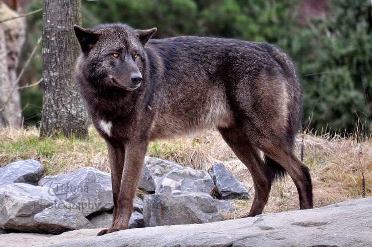 Eastern Gray Wolf (New Pleistocene) | Speculative Evolution Wiki | Fandom