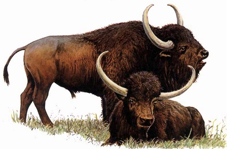 Japan (New Pleistocene) Speculative Evolution Wiki Fandom