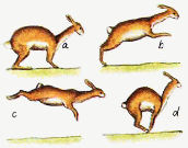 Hopping rabbuck movement