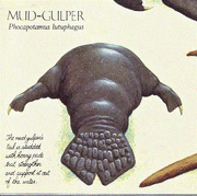 Mudgulper 2