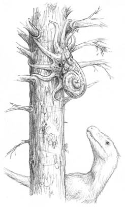 Treed