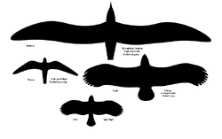 BirdWingShape