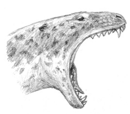 Seawolfhead