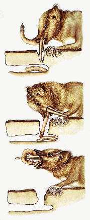 Tree drummer eating