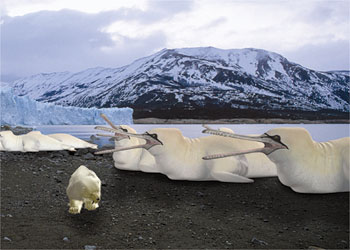 Gannetwhales snowstalker
