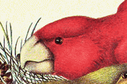 Common Pine Chuck