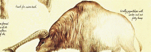 Woolly gigantelope winter