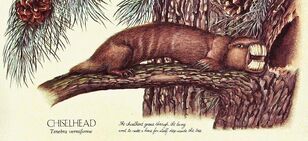 Chiselhead