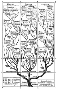Haeckel Tree of life