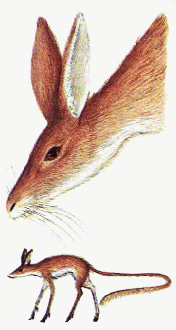Grobbit