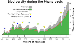 Phanerozoic biodiversity